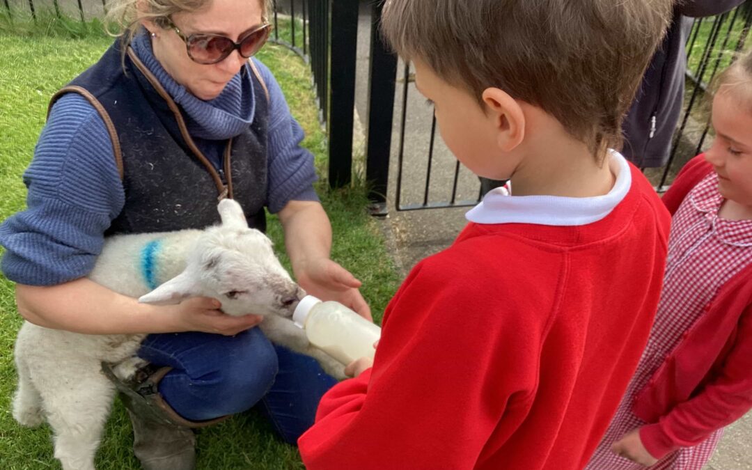 A visit from some local lambs!